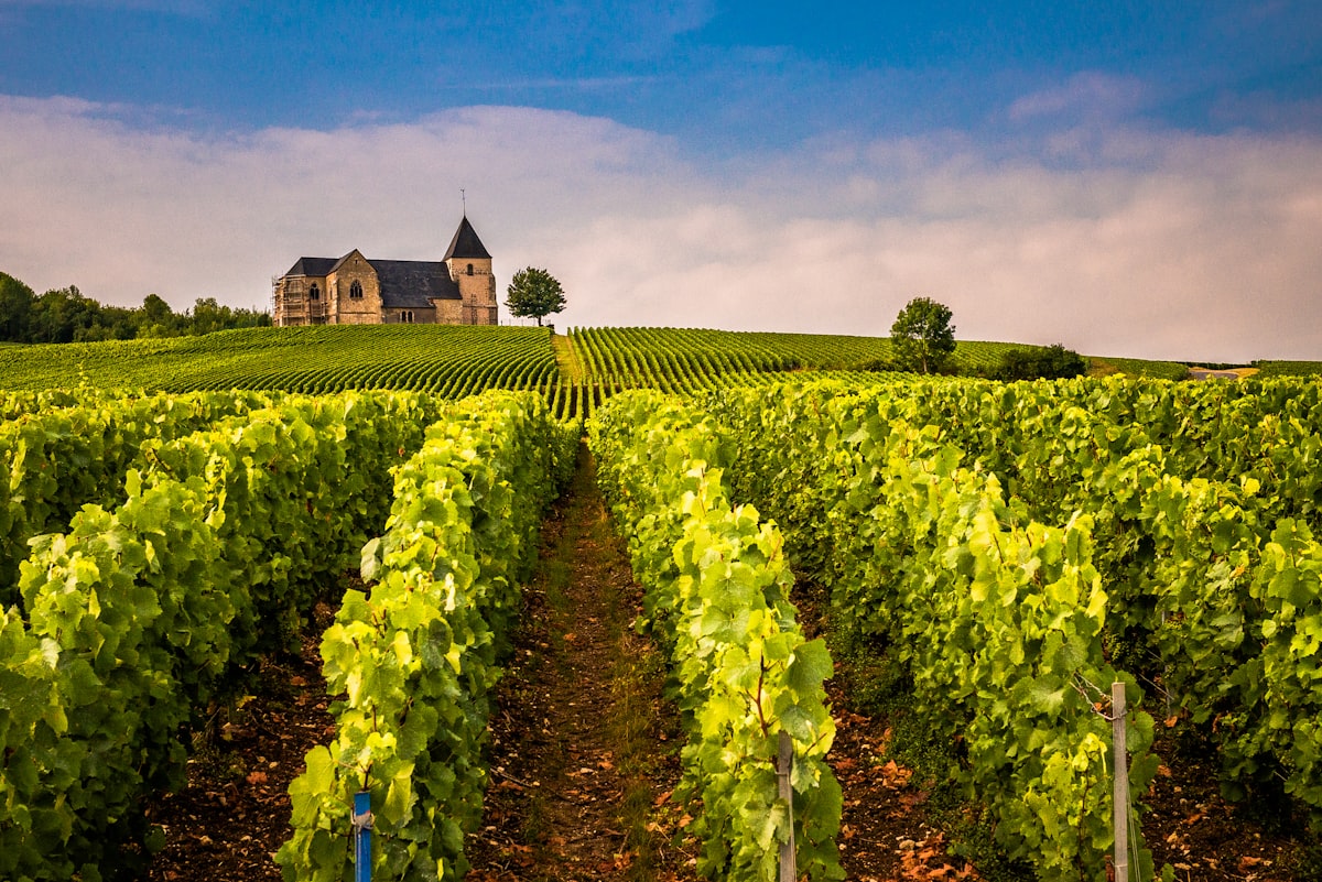 Vignoble du Beaujolais